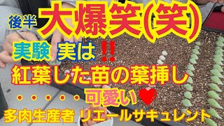 【多肉植物】【ガーデニング】後半大爆笑(笑)実験‼️実は‼️紅葉した苗の葉挿し・・・可愛い❤️2023年1月25日