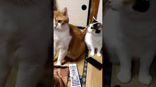 母猫の隣で舐められぶりっこな顔で首をかしげる2倍大きな息子猫 #Shorts