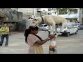 street dog doing amazing circus .... higher and smaller