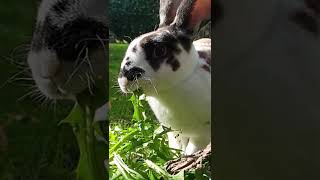 Hoppel-Hase mampft in Zeitlupe [Slow-Motion]