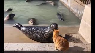 アザラシが猫パンチされた結果www  The seal is punched by a cat.