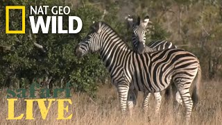 Safari Live - Day 10 | Nat Geo WILD