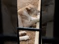 夏空♦㉖ホワイトライオン・白獅子・リズムちゃん・セラムくん・沖縄こどもの国・・・white_lion・okinawa zoo u0026 museum 20240701