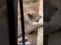 夏空♦㉖ホワイトライオン・白獅子・リズムちゃん・セラムくん・沖縄こどもの国・・・white_lion・okinawa zoo u0026 museum 20240701