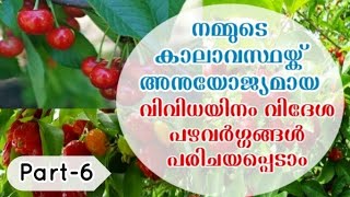 വിവിധയിനം വിദേശ ഫലവർഗങ്ങൾ പരിചയപ്പെടാം / #growing #malasyan #fruits in #kerala(part-6)