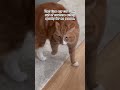 The little bunny hop and how he ran away tho. 😹 #funnycat #catvideo #cats #funnyshorts #catshorts