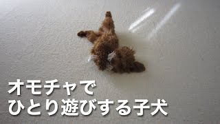 【生後9ヶ月】オモチャでひとり遊びをする子犬が可愛い♪｜toy poodle puppy