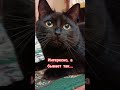 Интересно а бывает так...🤣 cat юмор