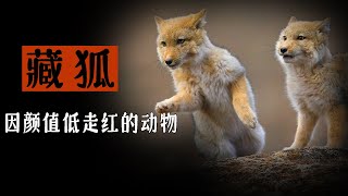 因顏值低走紅的「藏狐」：反正在高原沒人看見，我就隨便長長咯