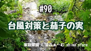 【菜園初心者】台風対策と茄子の実 #90 22/09/19