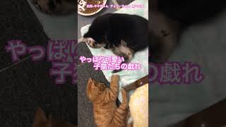 やっぱり可愛いじゃれ合う子猫 #cat #kitty #shorts #猫のいる暮らし #保護猫