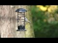 coal tit song bird sounds and calls