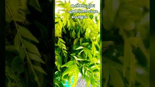 കറിവേപ്പില എങ്ങനെ കേടു കൂടാതെ store ചെയ്യാം || kitchen tip || curry leaves in fridge