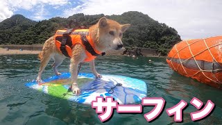 柴犬小春　初サーフィンにガクブル　最後は立って決めます！　青井浜ワンワンビーチ