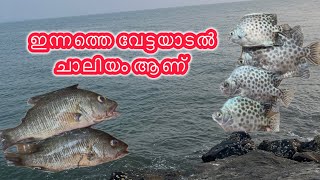 ഇന്ന് ചെമ്മീനുമായി ചാലിയത്ത് ചൂണ്ട ഇടാൻ പോയപ്പോൾ നല്ല മീനിനെ കിട്ടി ചെമ്പല്ലി കുഴിത്തി