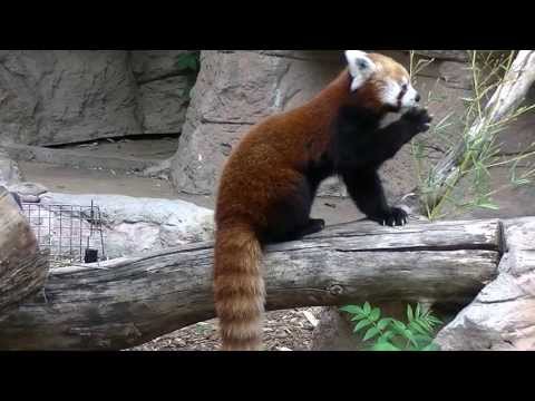 Red Panda Eating Bamboo Red Panda Eating Bamboo