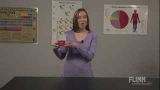 Diffusion Demonstration Model