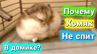 ПОЧЕМУ ХОМЯК НЕ СПИТ В ДОМИКЕ?🐹 ХОМЯК НЕ СПИТ В ДОМИКЕ , ЧТО ДЕЛАТЬ 🐹#хомуся