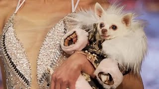 New York Fashion Week haute couture show for pets