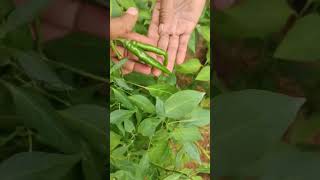 vegatable plants cultivation in house ! మా ఇంటి కూరగాయల మొక్కలు