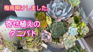 【Vlog170】梅雨明けしました/寄せ植えのタニパト