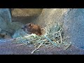 ケープハイラックスの日常　cape hyrax s daily life【ズーラシア公式】