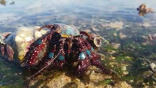 CRAZY Transformer CRAB! #crazycrab #animals #hermitcrab #beach #coreywild #instareels