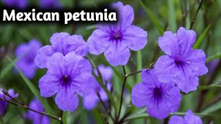 How to care Mexican petunia// How to grow?? Care of plants// Purple flowers// Vaani plant's