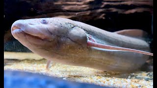 プロトプテルス　アネクテンス　African lungfish, Lungfish　Protopterus annectens