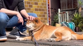 おばあちゃん家で柴犬を撫でながらゆっくりする