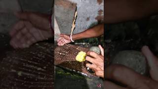 Beautiful village life 3|Smashing Grass Pea in sil nora(a pair of grinding stones) #villagelife