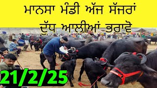 ਮਾਨਸਾ ਪਸੂ ਮੰਡੀ 21/2/25  ਦੇਖੋ ਕੀ ਬਦਲਾਅ ਕਰਤੇ....