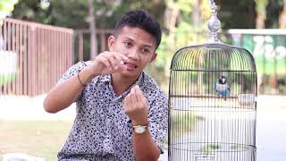 Perawatan lovebird Betina Single Agar stabil!!!