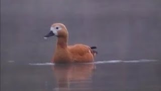 Casarca (Tadorna ferruginea)