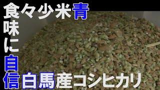 食味に自信あり「白馬のコシヒカリ」