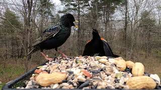 Red-winged blackbird vs. European Starling