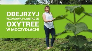 Przekonaj się jak szybko rośnie Oxytree! Zobacz polską plantację drzew tlenowych