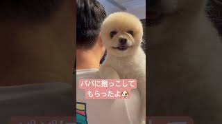 パパに抱っこ🐶#shorts #dog #pomeranian #犬 #わんこ #ぽめらにあん #ポメラニアン