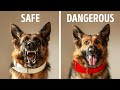 Don't Get Close to a Dog with a Red Collar + 50 Animal Facts