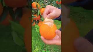 OMG 😋👩‍🌾so juicy 🍊橘子熟了#fruit #relax #usa #asmr