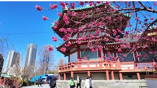 Plum and Cherry Blossom at Ueno Park