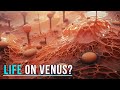 Is There Life On Venus?