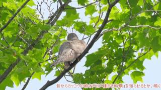 ♪カッコー♪の鳴く姿