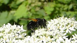 I am not sure - I think this Hoverfly is - Cheilosia ?? - Sveifflugur - Án nafns