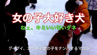 飼主が「雪合戦」撮影している背後でイタズラしているゴールデン・リトリーバー【マロン・ザ・ゴールデン】