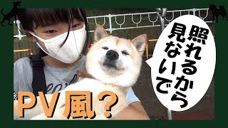 甲斐犬と柴犬の近況PV?です＝！