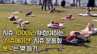 시츄만 100마리 모이는 시츄 운동회에 다녀왔어요. 시츄에이션 운동회!!