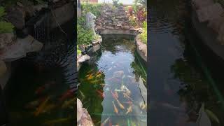 អាងចិញ្ចឹមត្រី Koi