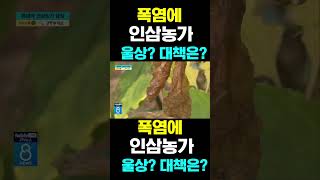 [한국농수산TV] 폭염에  인삼농가  울상? 대책은?