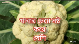 আজ ছাদ বাগান তছনছ করে দিলো